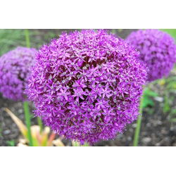 Allium giganteum - XXL