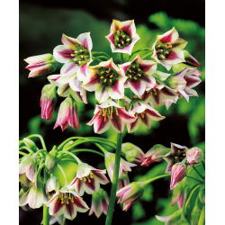 Honungslök - paket med 5 stycken - Allium siculum