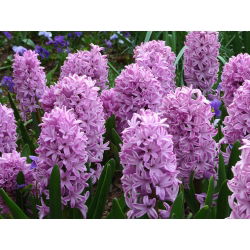 Hyacinthus Splendid Cornelia - Hyacint Splendid Cornelia - 3 bulbi
