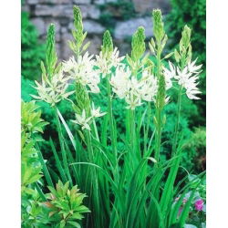 Camassia alba - 2 lukovice