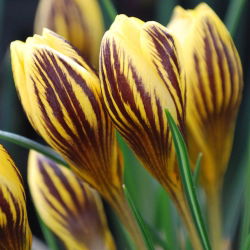 Crocus Gipsy Girl - 10 bebawang