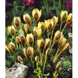 Crocus Gipsy Girl - 10 bebawang