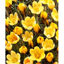 Крокус Златовласка - 10 цибулин - Crocus Goldilocks