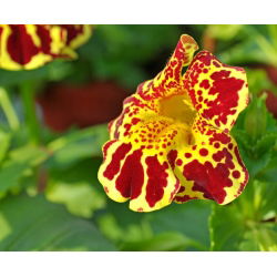 Hạt hổ hoa (hỗn hợp) - Mimulus tigrinus - 2500 hạt