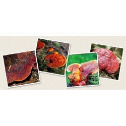 Ganoderma lucidum-Reishi - 