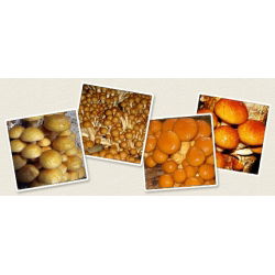 Pholiata nameko - 1 kg