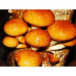 Pholiata nameko - 1 kg