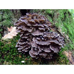 Hen of the woods - Maitake; hen-of-the-woods, ram's head, sheep's head.