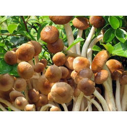 Agrocybe aegerita