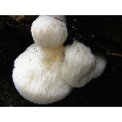 Hericum erinaceus