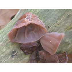Jew's ear; wood ear, jelly ear