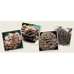 Hen of the woods - Maitake; hen-of-the-woods, ram's head, sheep's head.