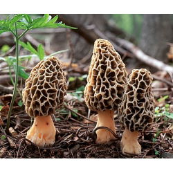 Smrž obecná - mycelium na obilí pro pěstování v zahradě - 1 kg - 