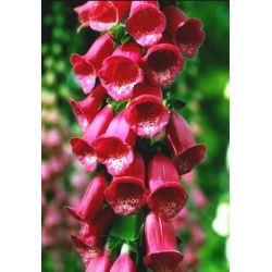 Vingerhoedskruid - 1000 zaden - Digitalis purpurea