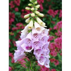 Vingerhoedskruid - 1000 zaden - Digitalis purpurea