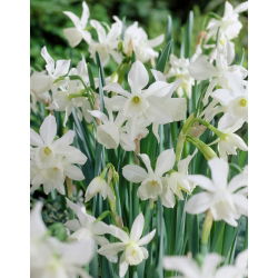 Narcis Thalia - Daffodil Thalia - 5 lukovica - Narcissus