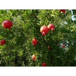 Semințe de piure de rodie - Punica granatum var. Nana - 27 semințe