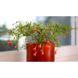Semințe de piure de rodie - Punica granatum var. Nana - 27 semințe