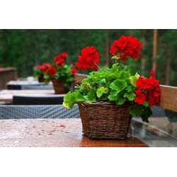 Geranie - Rote - Pelargonium x hortorum - Langanhaltend, perfekt für Körbe - Samen