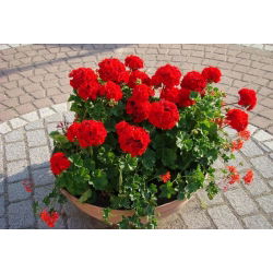 Geranie - Rote - Pelargonium x hortorum - Langanhaltend, perfekt für Körbe - Samen