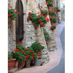 Geranie - Rote - Pelargonium x hortorum - Langanhaltend, perfekt für Körbe - Samen