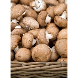 Ciupercă maro comună pentru cultivare acasă - 10 kg - 