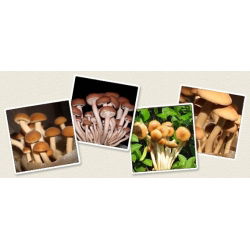 Agrocybe aegerita