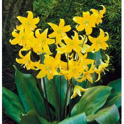 Erythronium - Pagoda - pakke med 2 stk