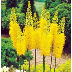 Eremurus, Foxtail Lilies Bungei
