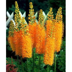 Eremurus, Foxtail Lilies Pinokkio