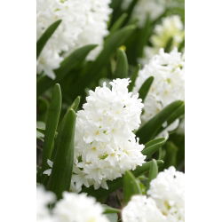 Hiacintas - Aiolos - pakuotėje yra 3 vnt - Hyacinthus