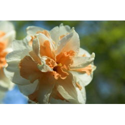 Narcissus Delnashaugh - Narcisa Delnashaugh - 5 lukovica