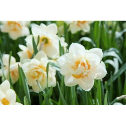 Narcissus Delnashaugh - Narcisa Delnashaugh - 5 lukovica