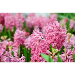 Marocari - 2 buc. - Hyacinthus