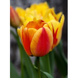 Elite Tulipa Apeldoorna - Elite Elite Tulip Apeldoorn - 5 lukovica - Tulipa Apeldoorn's Elite