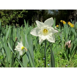 Narcis Thalia - Daffodil Thalia - 5 lukovica - Narcissus