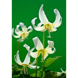Erythronium - White Beauty