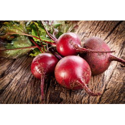 Pancar tohumları - Beta vulgaris var. conditiva - 1000 tohumlar
