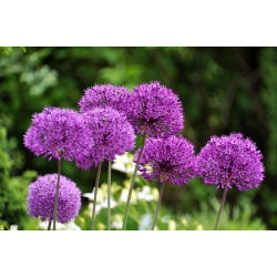 Aglio decorativo - Purple Sensation - pacchetto di 3 pezzi - Allium Purple Sensation
