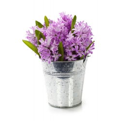 Hyacinthus Splendid Cornelia - Hyacint Splendid Cornelia - 3 bulbi