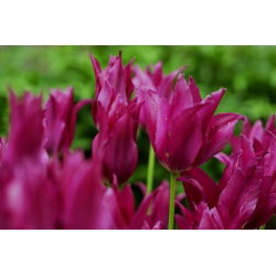 Tulp Burgundy - pakket van 5 stuks - Tulipa Burgundy