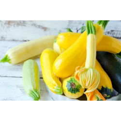Кабачок - смесь - 14 семена - Cucurbita pepo