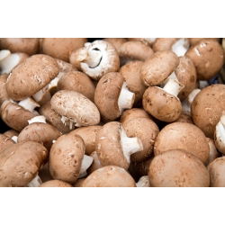 Ciupercă maro comună pentru cultivare acasă - 10 kg - 
