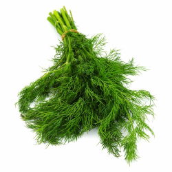 Endro – Ambrosia - 3500 sementes - Anethum graveolens L.