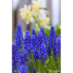 Muscari armeniacum - Armeniacum de struguri - 10 bulbi
