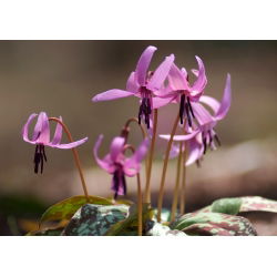Erythronium - Purple King
