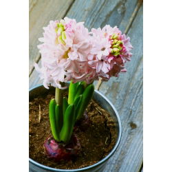 Hyacinthus China Pink - Hyacinth China Pink - 3 bulbi