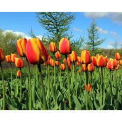 Elite Tulipa Apeldoorna - Elite Elite Tulip Apeldoorn - 5 lukovica - Tulipa Apeldoorn's Elite