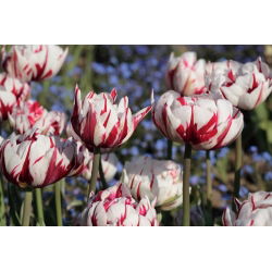 Tulipa Carnaval de Nice - Tulpe Carnaval de Nice - 5 Zwiebeln