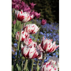Tulipa Carnaval de Nice - Tulpe Carnaval de Nice - 5 Zwiebeln